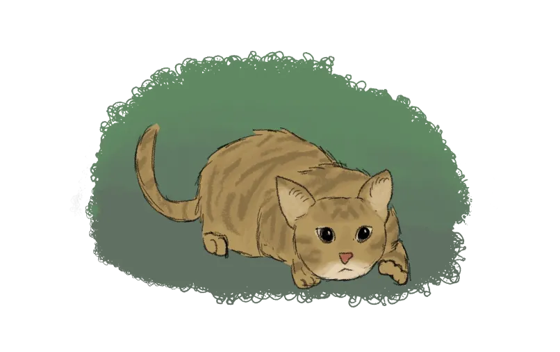 pale golden tabby cat stalking toward the camera